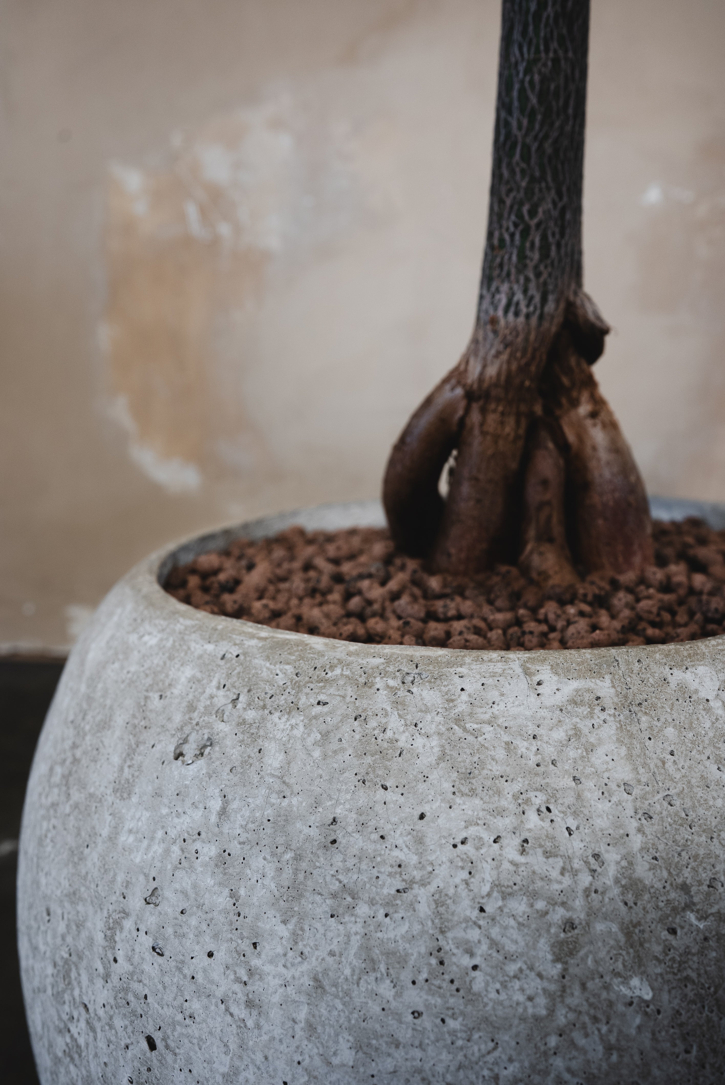 Queensland Bottle Tree + Pot