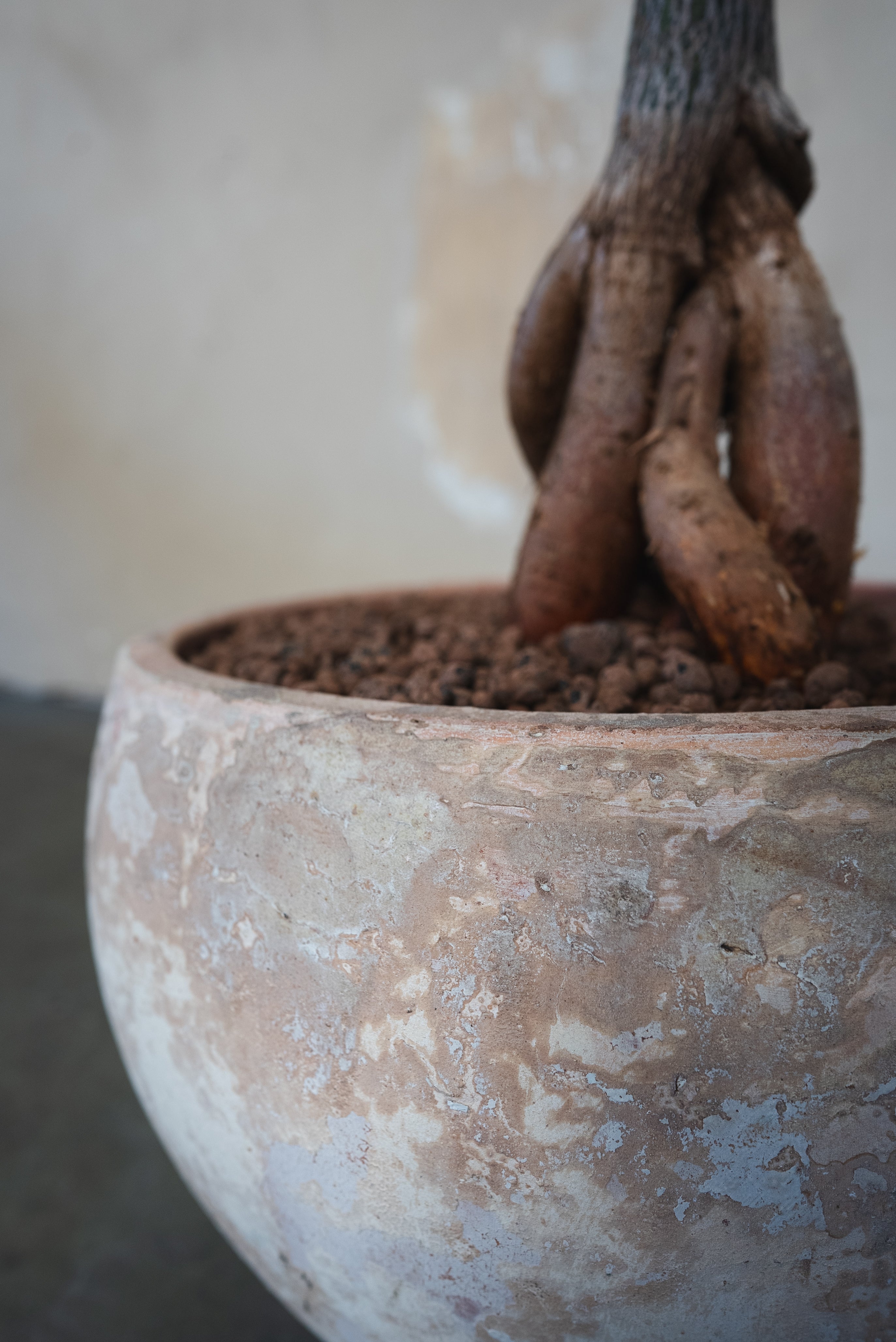 Queensland Bottle Tree + Pot