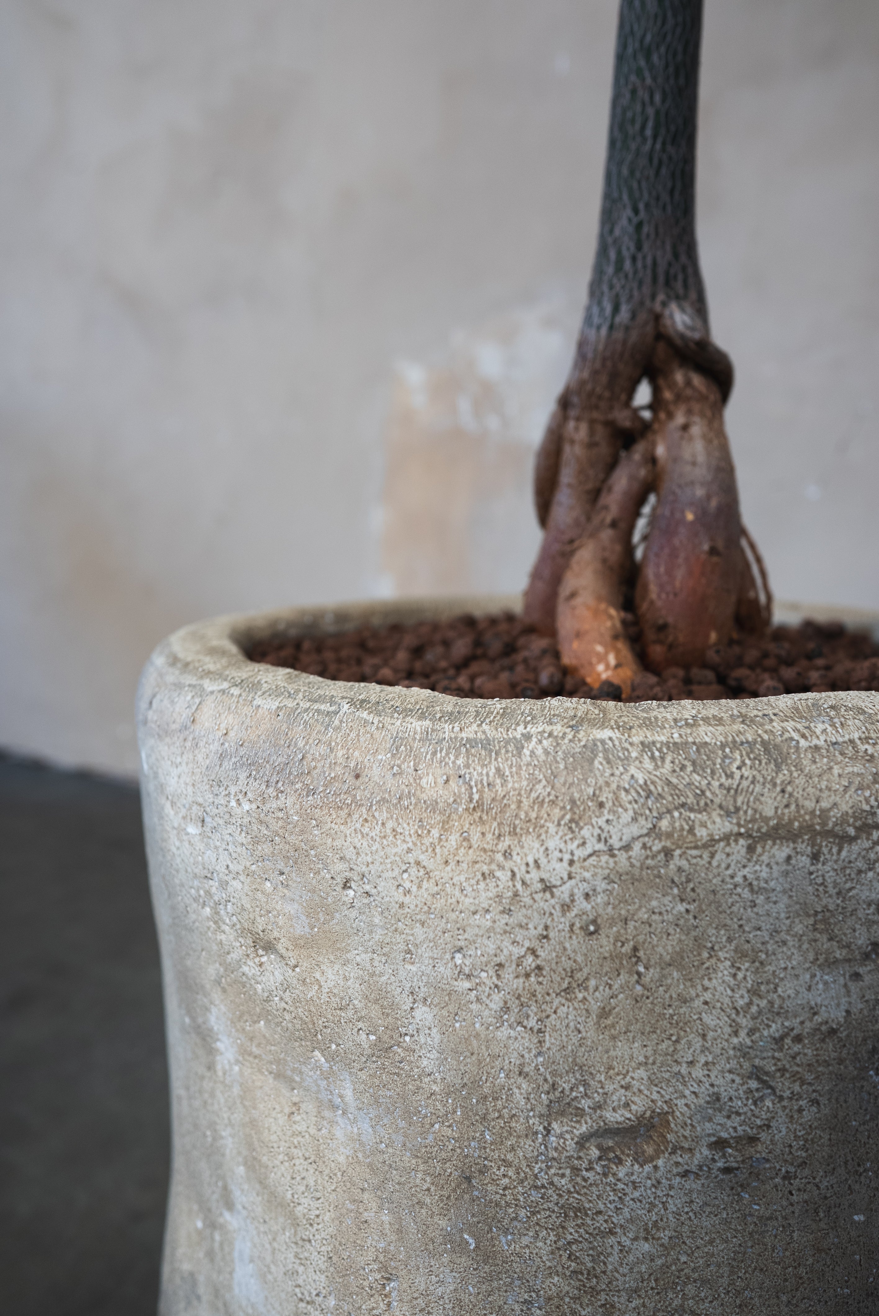 Queensland Bottle Tree + Pot