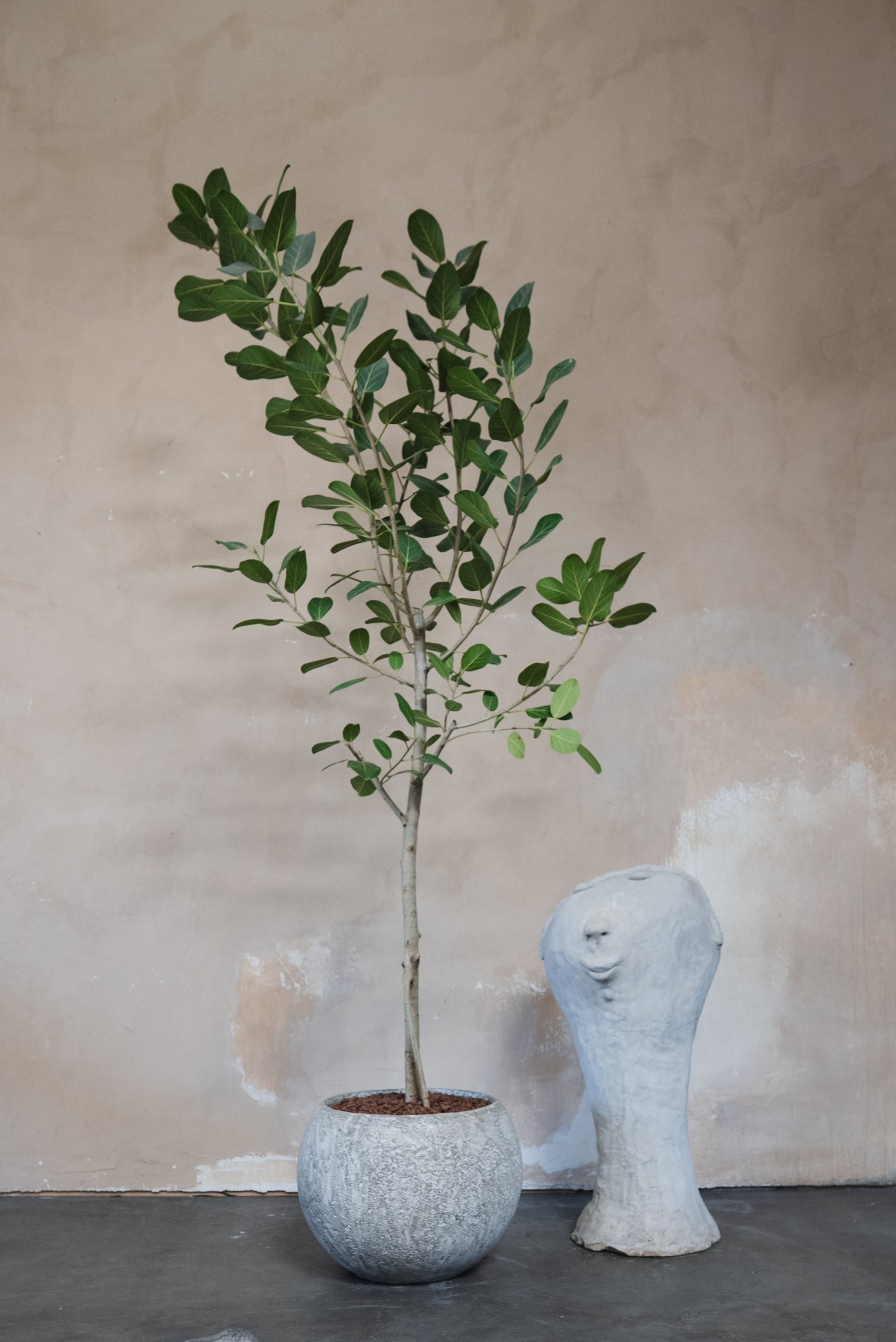 Ficus Audrey + Pot