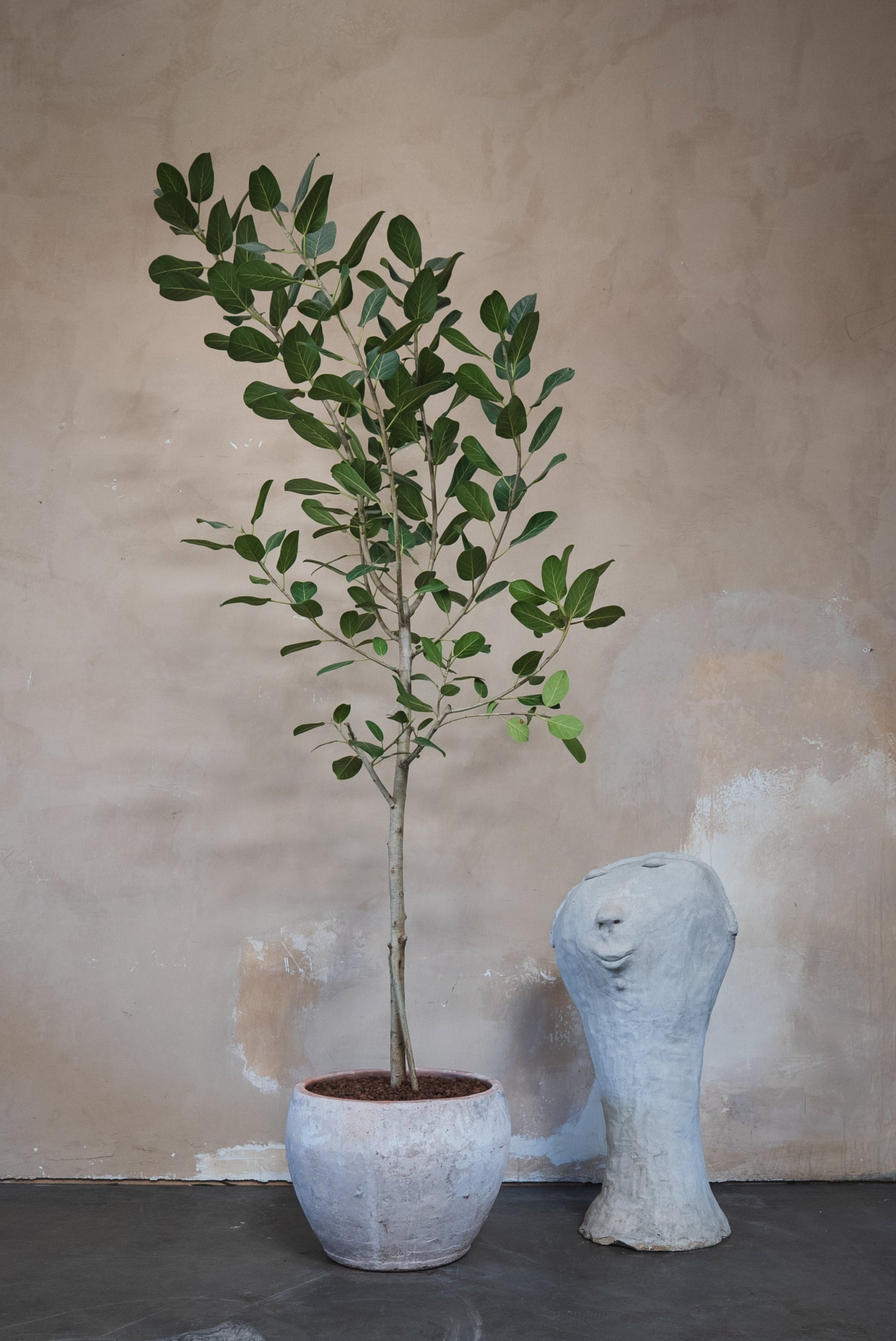 Ficus Audrey + Pot