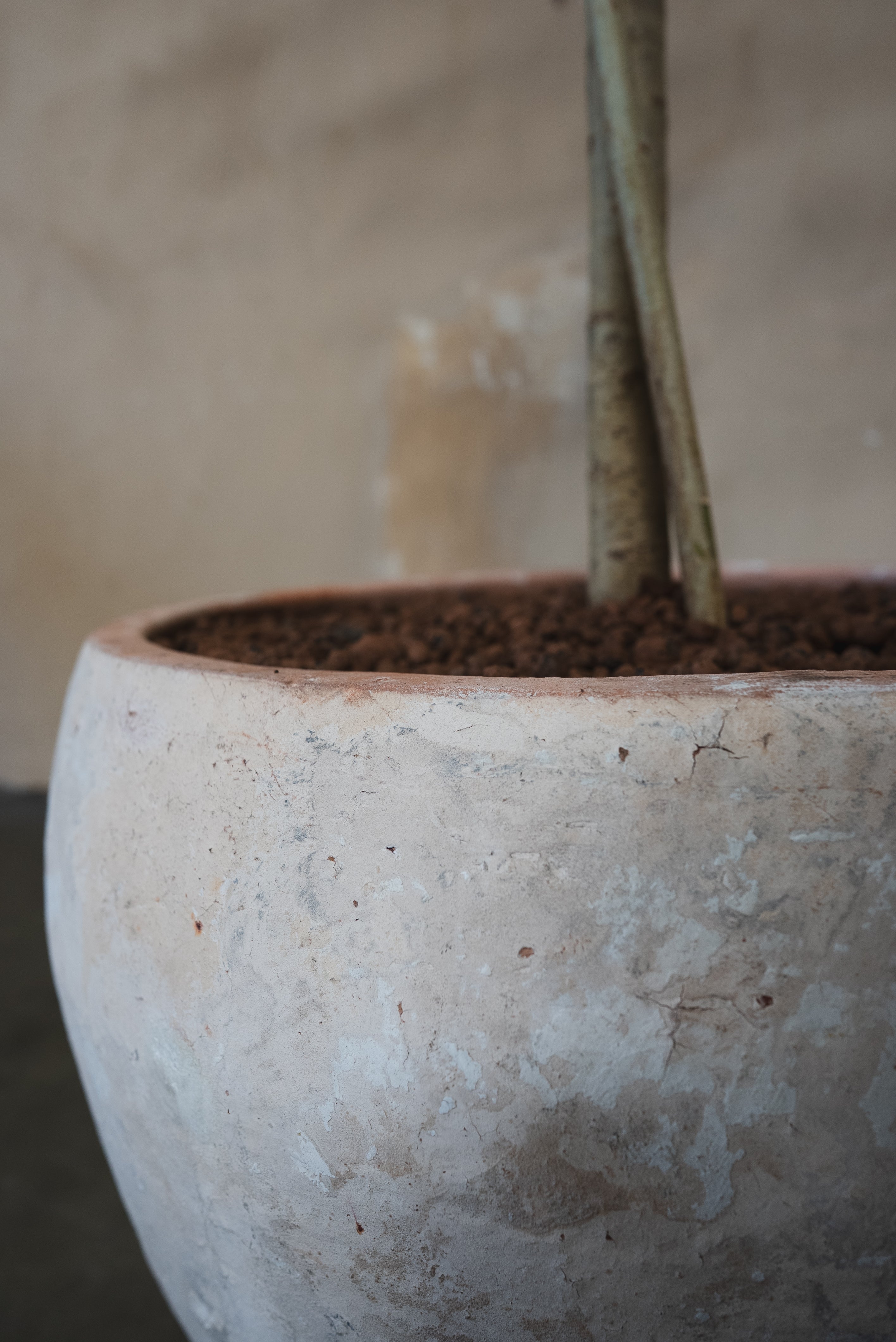 Ficus Audrey + Pot