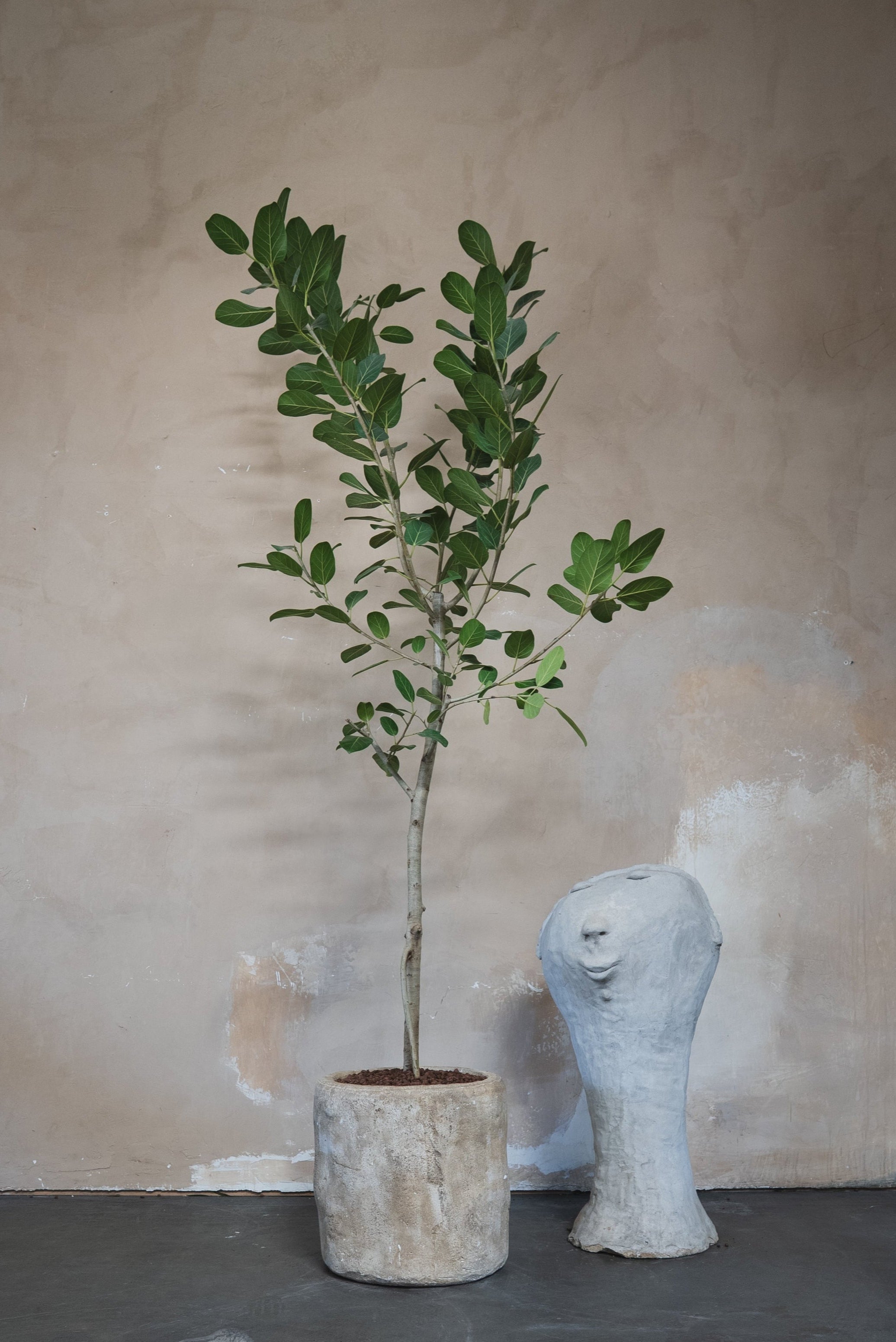 Ficus Audrey + Pot