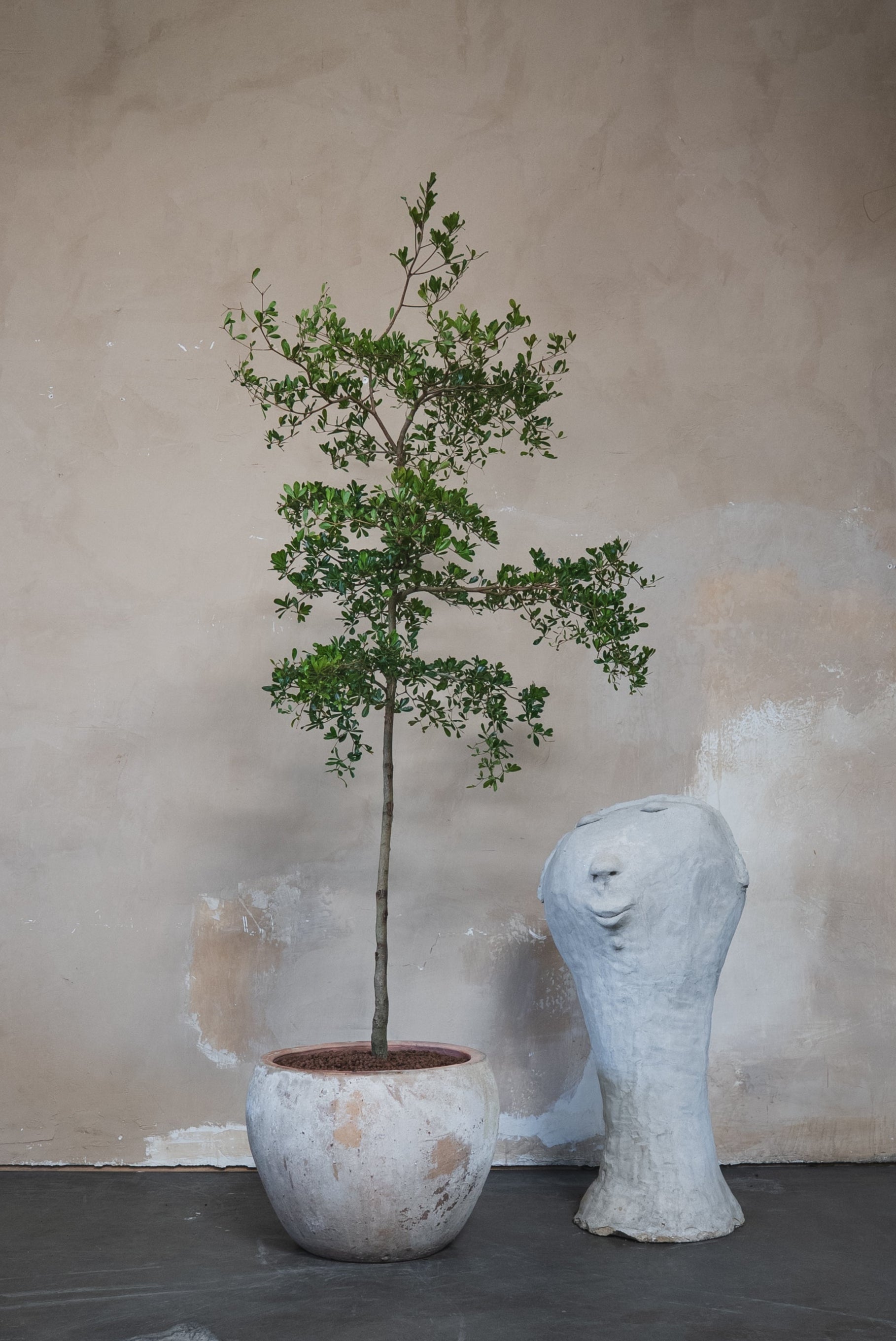 Black Olive Tree + Pot