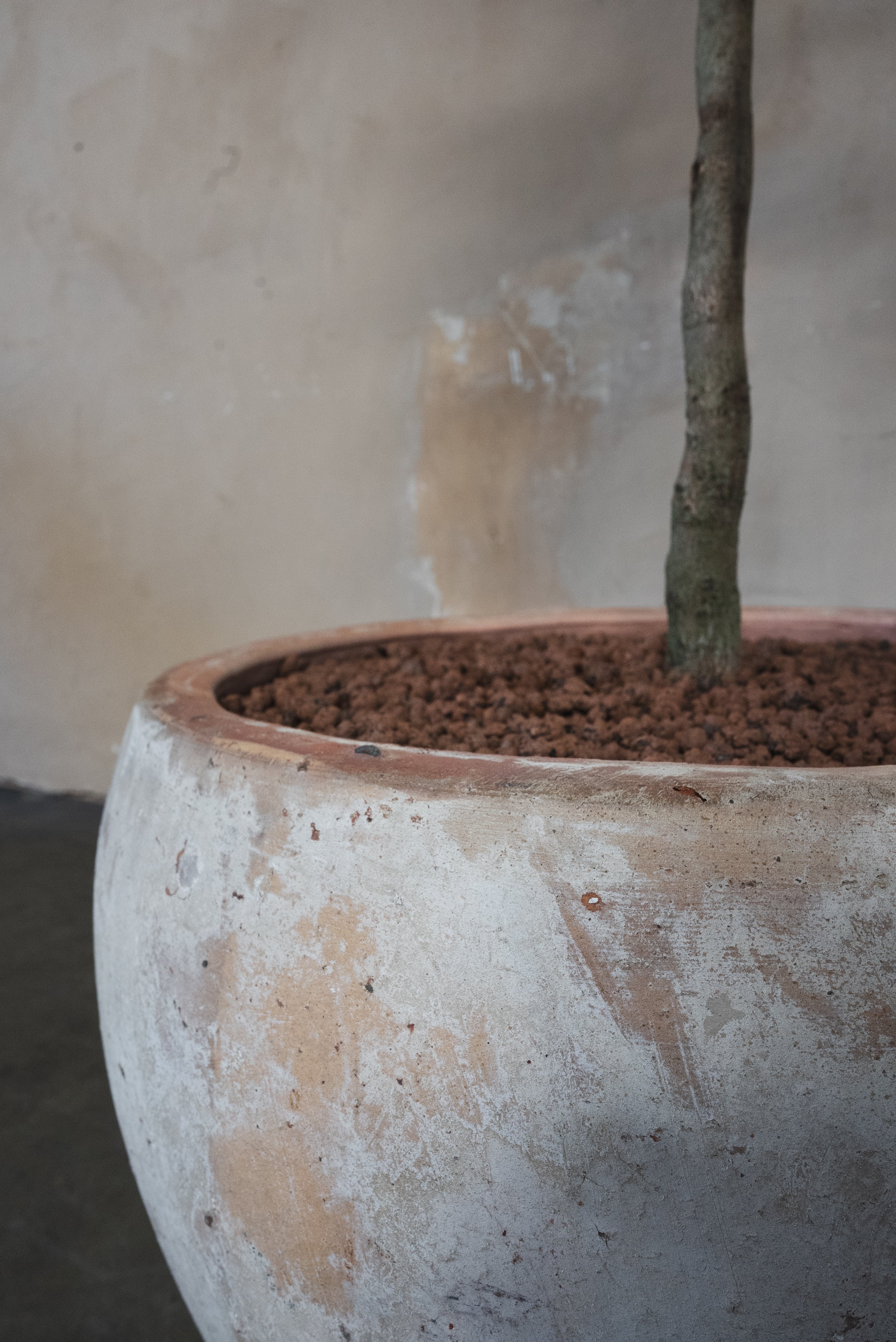 Black Olive Tree + Pot