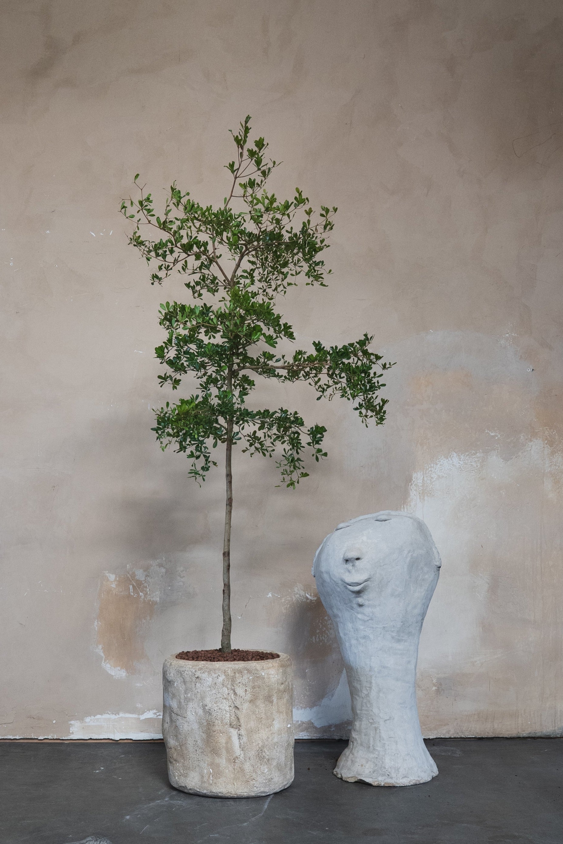 Black Olive Tree + Pot