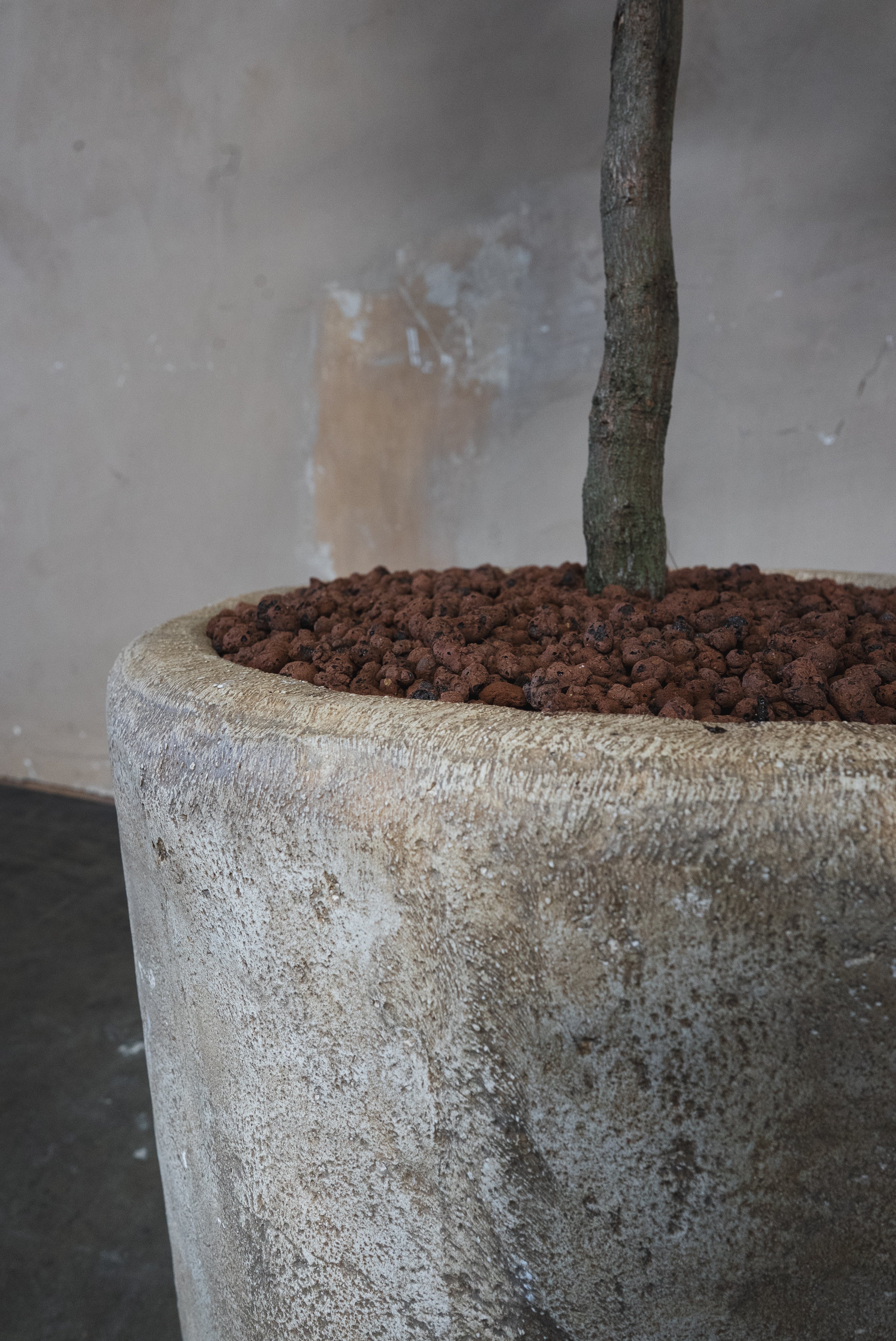 Black Olive Tree + Pot